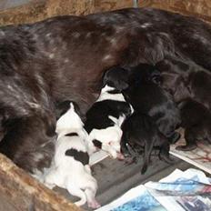 Langhåret hønsehund Bonnie