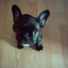Fransk bulldog tilde