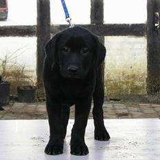 Labrador retriever Linda