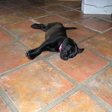 Labrador retriever Linda