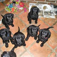 Labrador retriever Linda