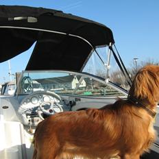 Cavalier king charles spaniel Lotus