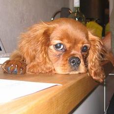 Cavalier king charles spaniel Lotus