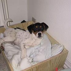 Dansk svensk gaardhund Thor