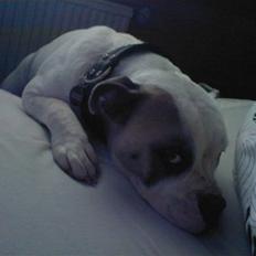 Blanding af racer Jackson