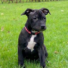 Blanding af racer **Chila** R.I.P