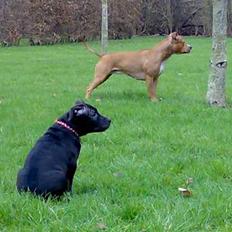 Blanding af racer **Chila** R.I.P