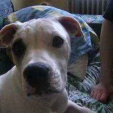 Amerikansk bulldog peach