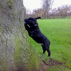 Blanding af racer **Chila** R.I.P