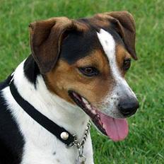 Dansk svensk gaardhund Samson