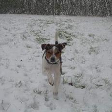 Dansk svensk gaardhund Samson