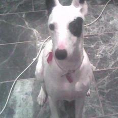 Blanding af racer Telly Boo