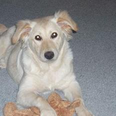 Blanding af racer Zelma