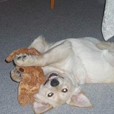 Blanding af racer Zelma