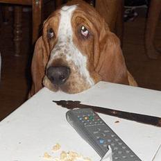 Basset hound Balder <3