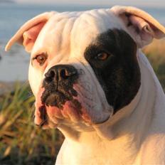 Amerikansk bulldog ¤ANNA¤ 
