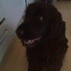 Cocker spaniel Catchy Remarkable Ruth
