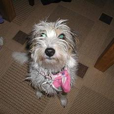 Blanding af racer MOLLIE