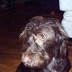 Ruhåret hønsehund bonnie