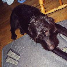 Ruhåret hønsehund bonnie