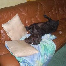 Ruhåret hønsehund bonnie