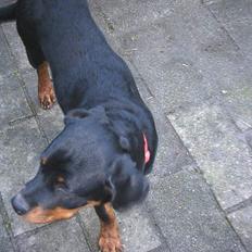Rottweiler Julle