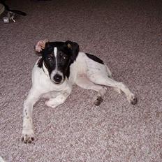 Dansk svensk gaardhund fonny...DØD