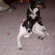 Dansk svensk gaardhund fonny...DØD