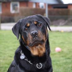 Rottweiler Tyzon