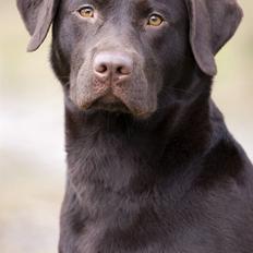 Labrador retriever Alba