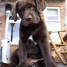 Labrador retriever Alba