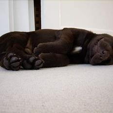 Labrador retriever Alba