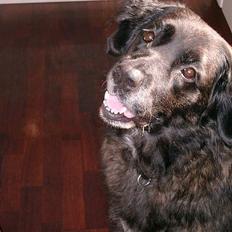 Blanding af racer Nana