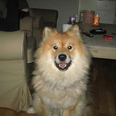 Eurasier BIANCA
