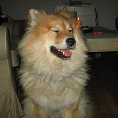 Eurasier BIANCA