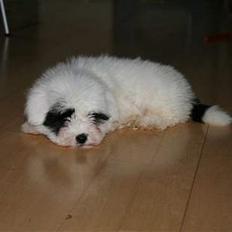 Coton de tulear Casmier´s Frede
