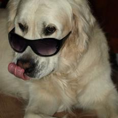 Golden retriever Elvis Woodstar