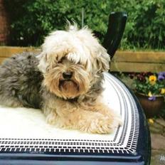 Bichon havanais Pepsi (død d.26/6-13)