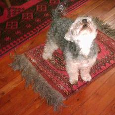 Bichon havanais Pepsi (død d.26/6-13)