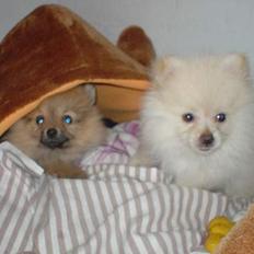 Pomeranian Spike Lee