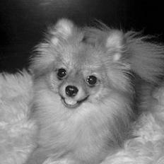 Pomeranian Topsys Bibi Satine