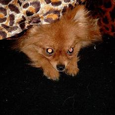 Pomeranian Topsys Bibi Satine
