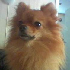 Pomeranian Topsys Bibi Satine