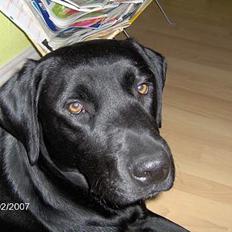Labrador retriever (Formel 1) Flo