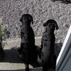 Labrador retriever (Formel 1) Flo