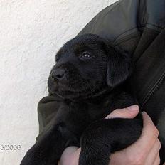 Labrador retriever (Formel 1) Flo