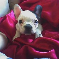 Fransk bulldog Neo