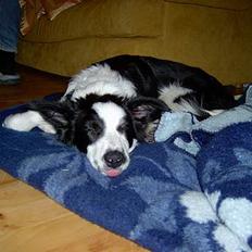 Border collie Auri
