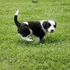 Border collie Auri