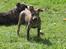Amerikansk staffordshire terrier ¤ Nala ¤ (7Soveren) - Nala - Ca. 11 Uger! (Med mor Molly i baggrunden)